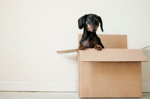 8 Things to Expect on Your First Move