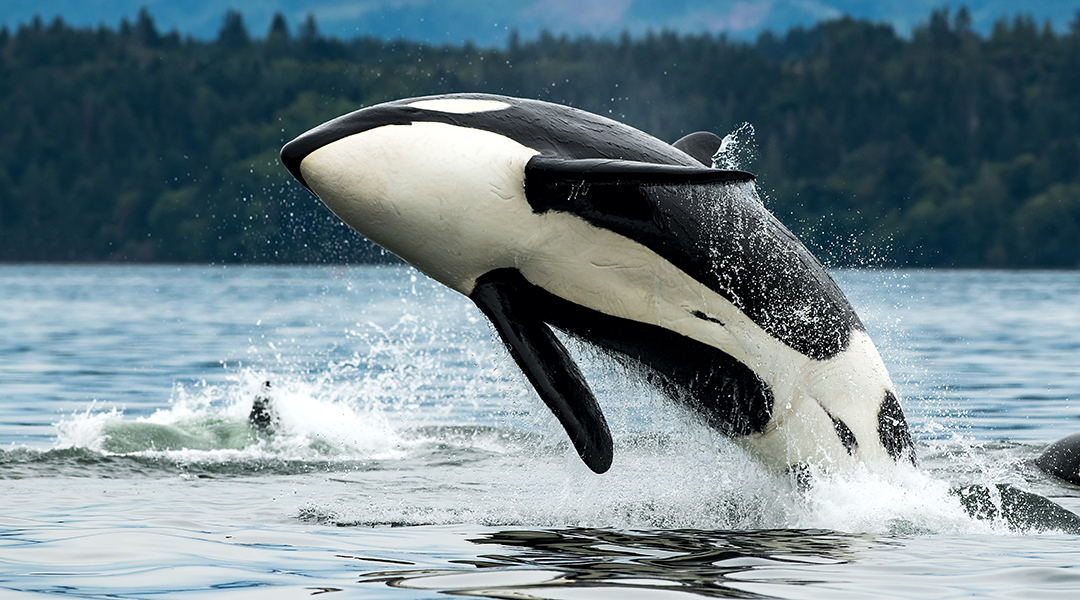 Orca breaching - Five Reasons to Move to Vancouver Island - Hendra Moving & Storage